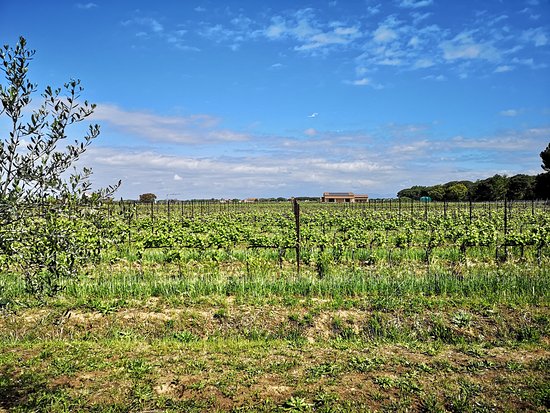 Azienda Agricola Villanoviana