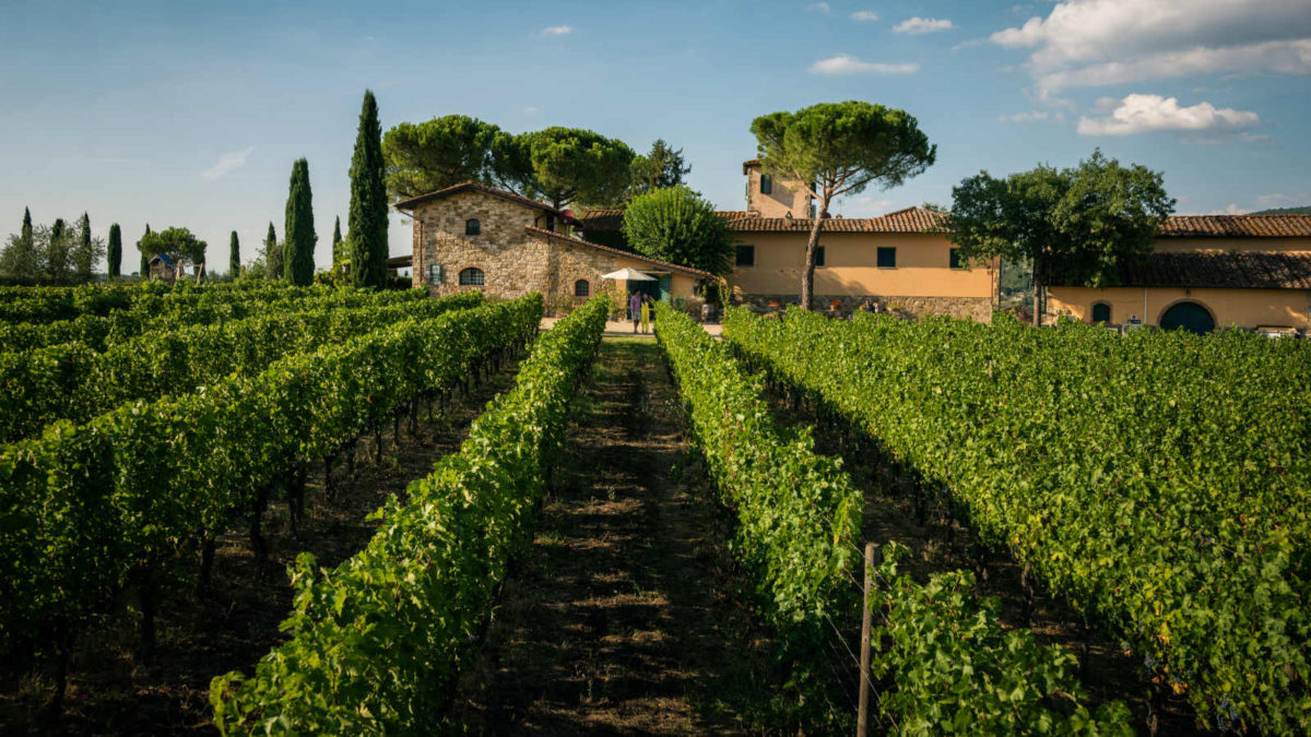 Fattoria Viticcio