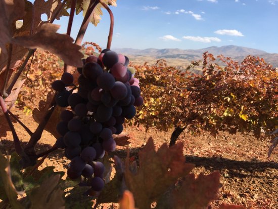 Eskibaglar Vineyards