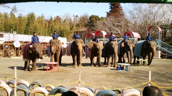 Ichihara Elephant Kingdom