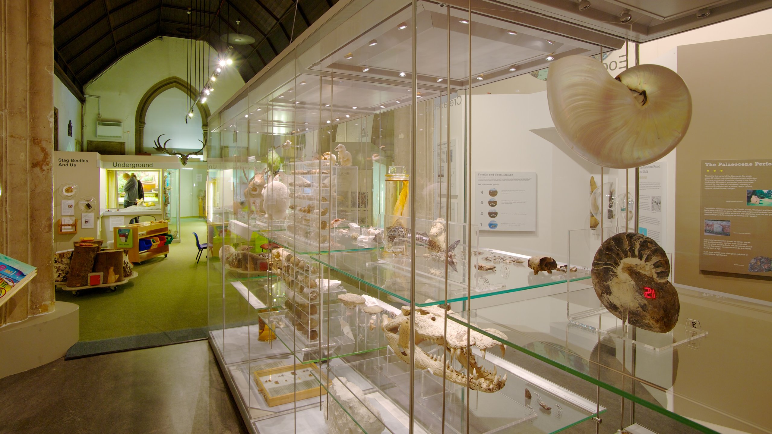 Colchester's Natural History Museum