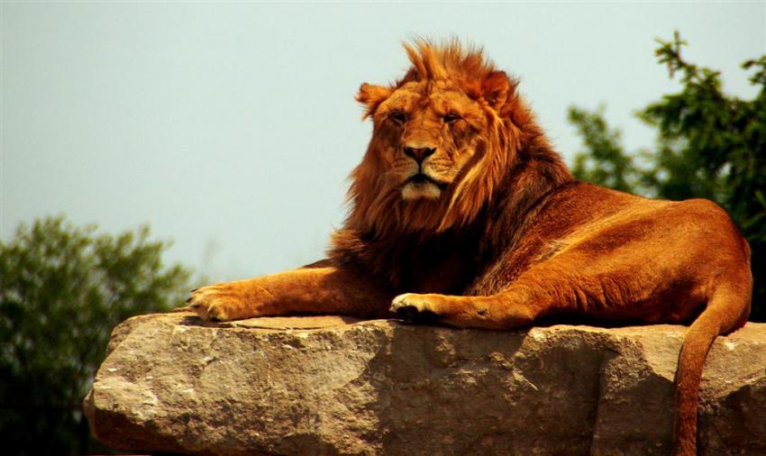 African Lion Safari
