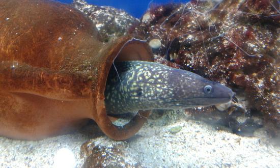 Acquario del Salento
