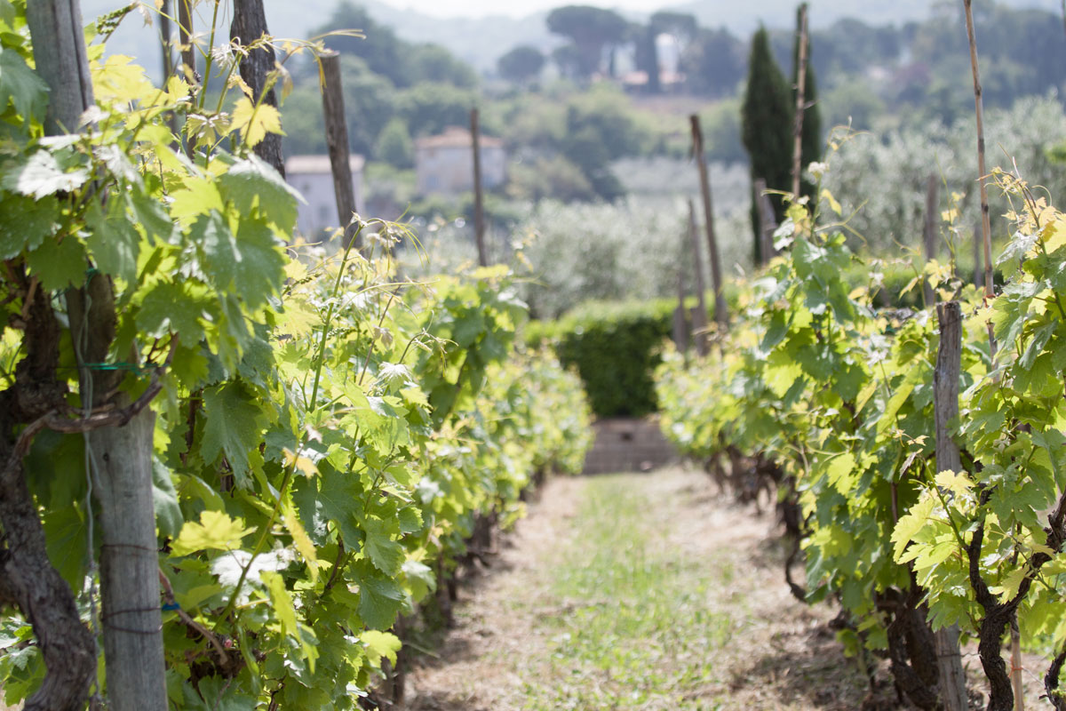 Minardi Frascati Winery