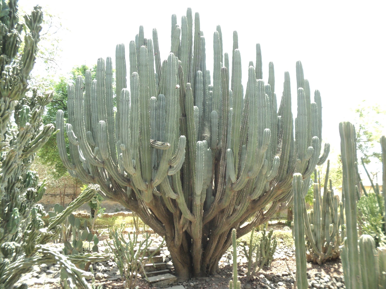 Cactus Garden Sailana