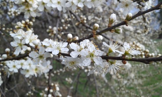 Biotopo Prati del Lavia