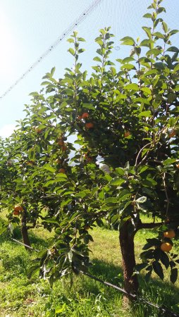 Cedar Creek Orchard