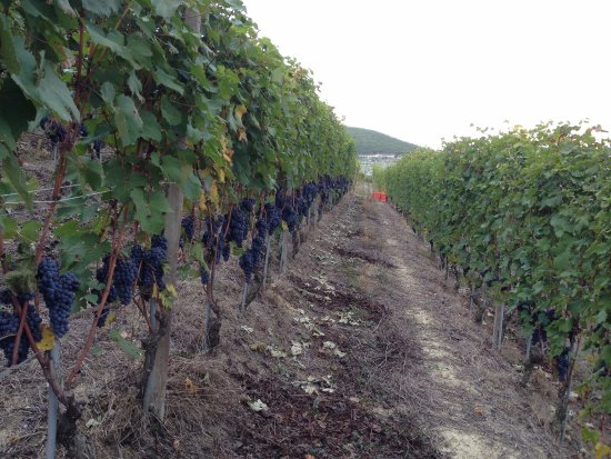 Azienda Vitivinicola Veglio Giovanni & Figli