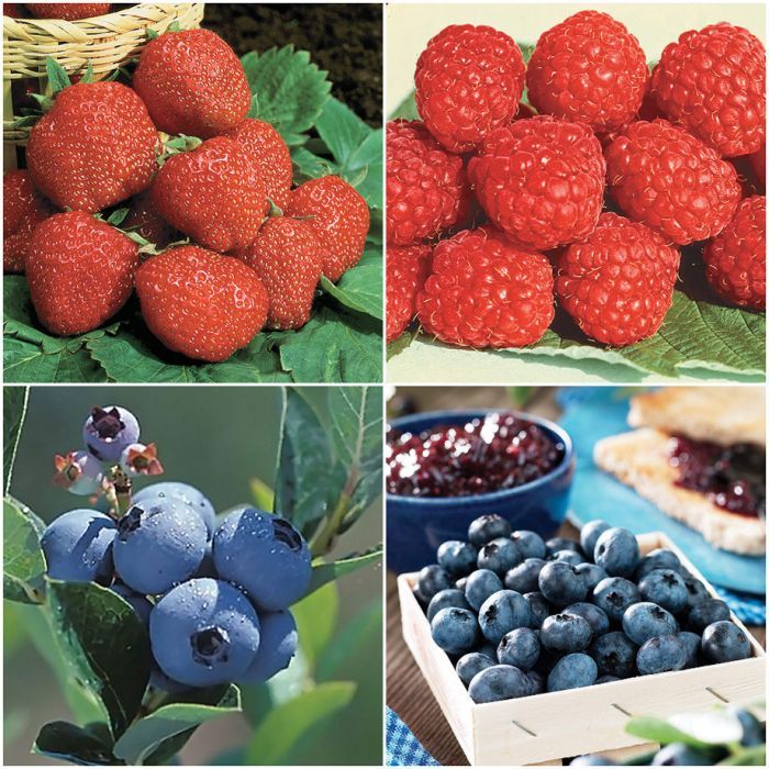 Berry and Berry