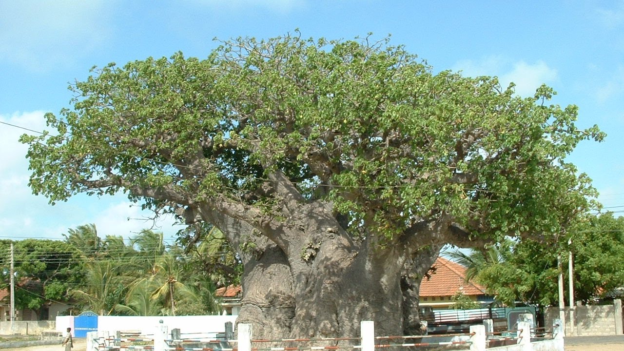 Baobab Tree
