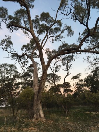 Dimboola Native Fauna and Flora Reserve