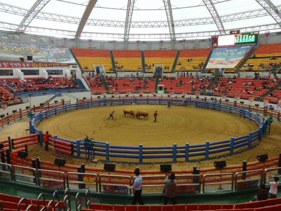 Cheongdo Bullfighting Arena