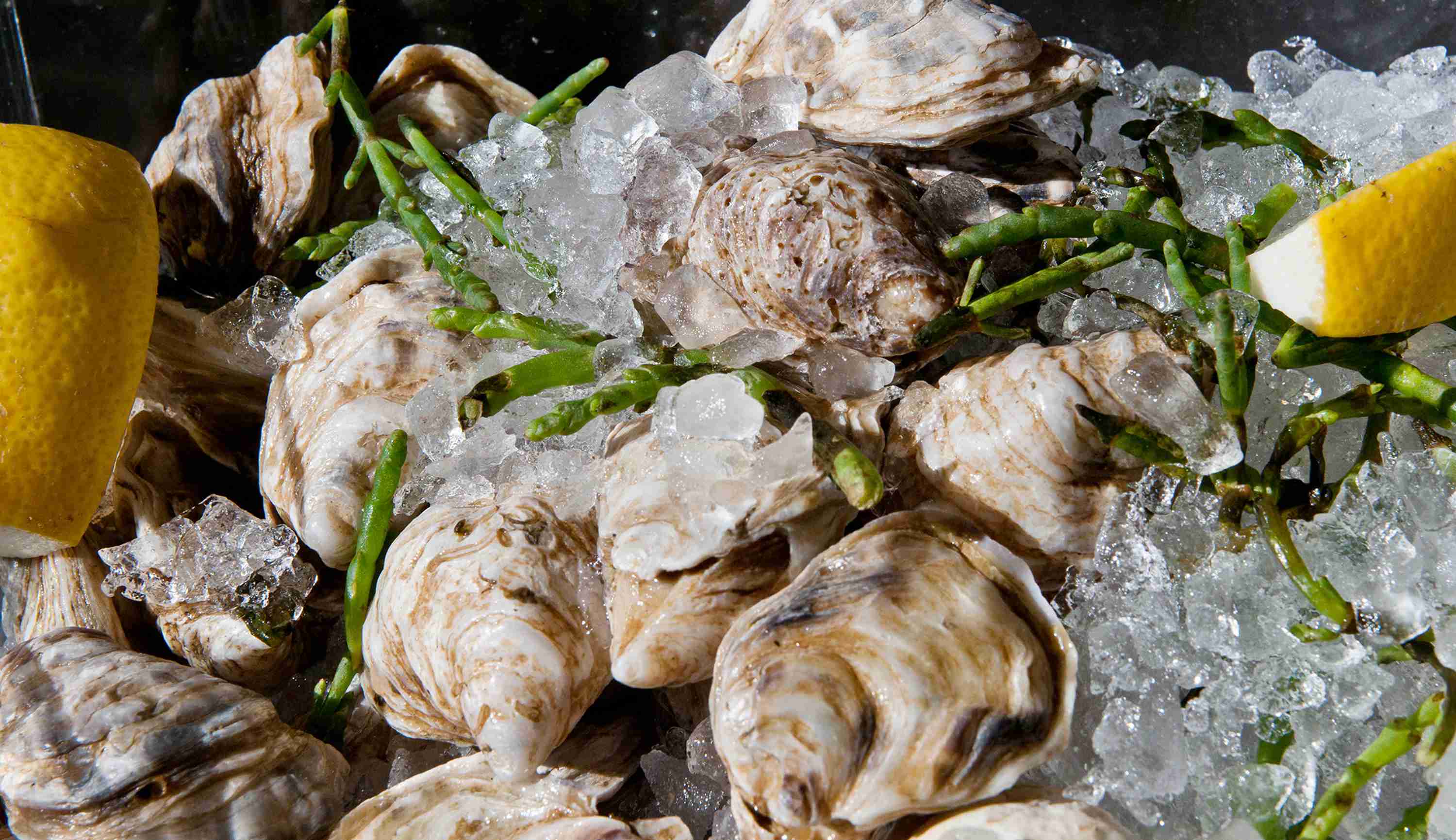 Imlay Oyster Producers