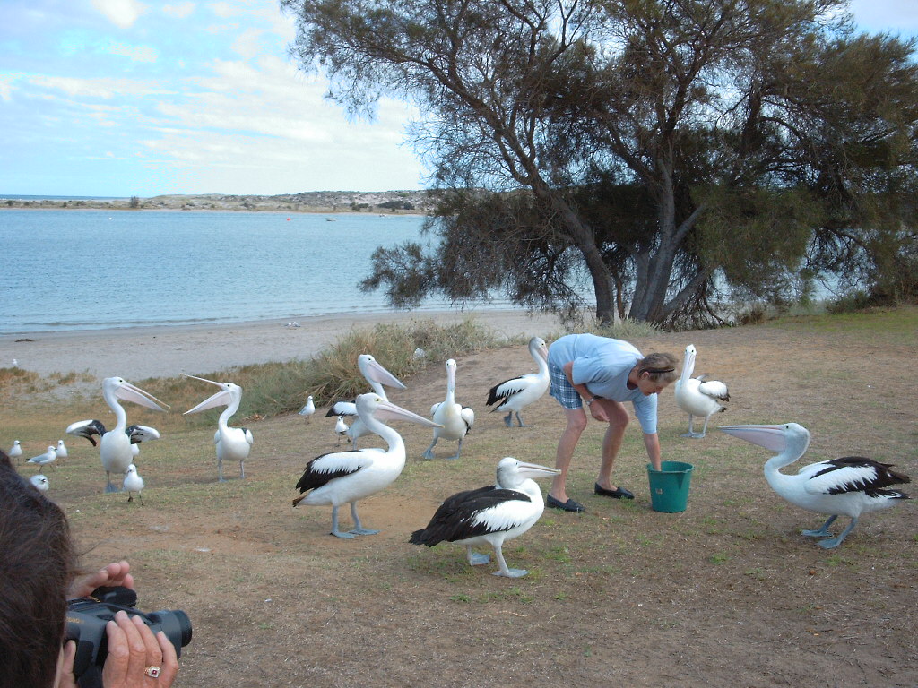 Kalbarri Pelican Feeding