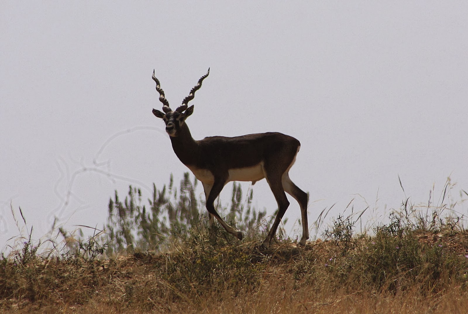 Jayamangali Blackbuck Reserve