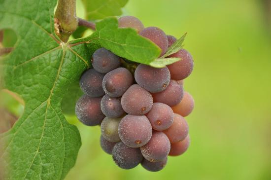 Fiegl Winery