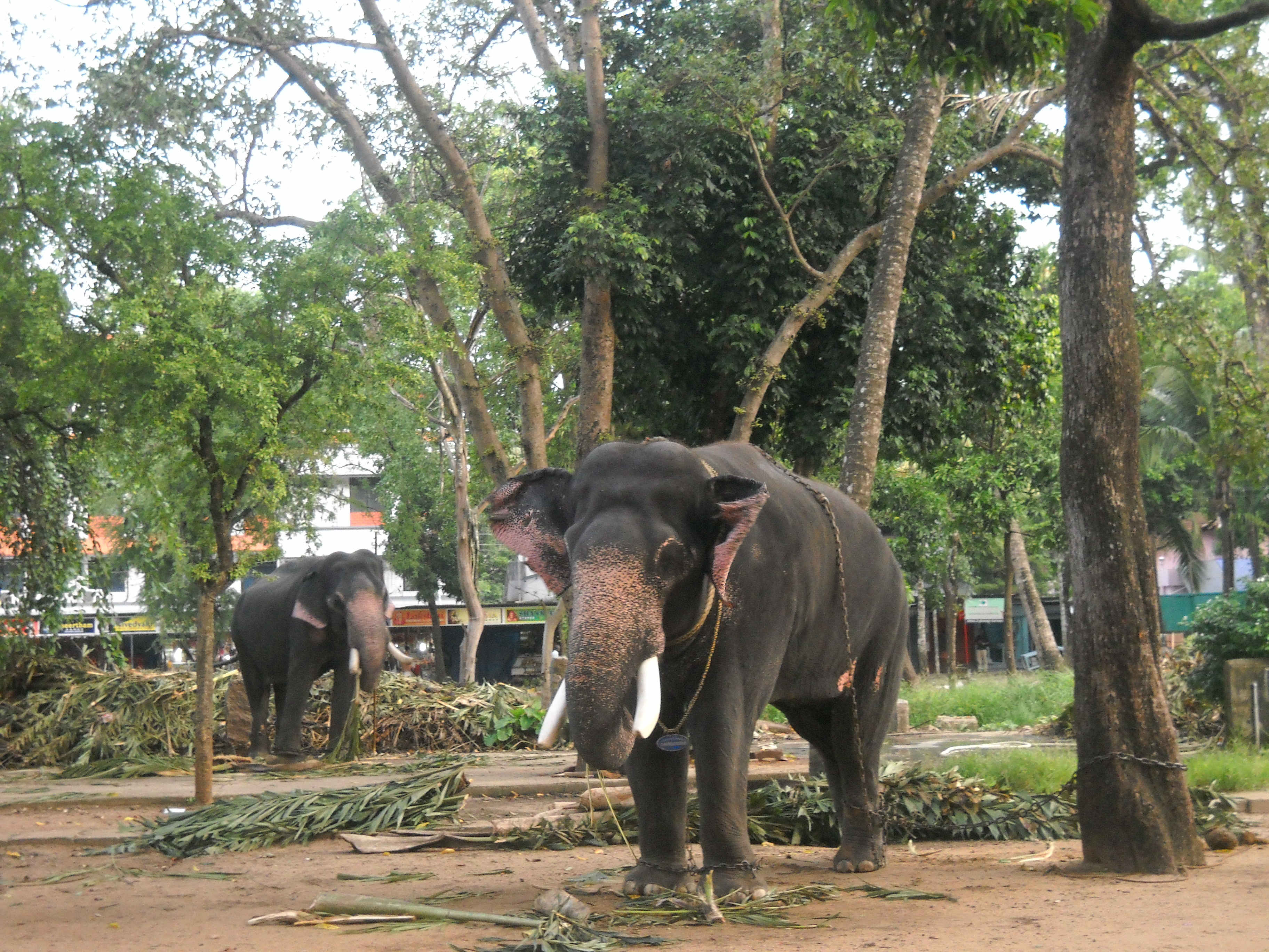 Elephant Camp Sanctuary