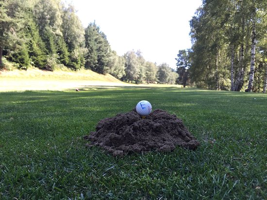 Golf Premeno