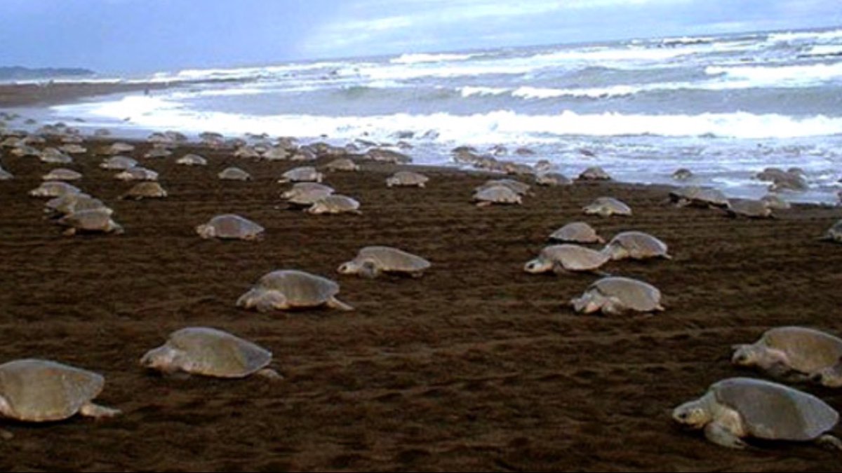 Gahirmatha Turtle Sanctuary