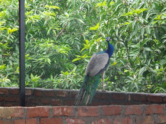 Mayur Baug