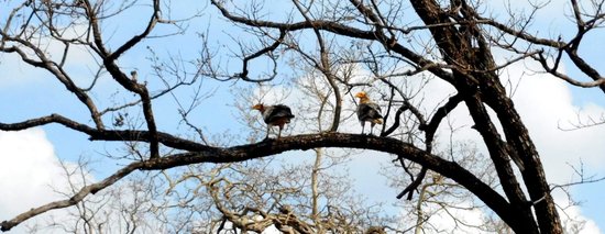 Nauradehi Wildlife Sanctuary