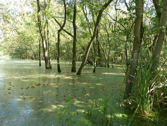 Oasi Di Punta Alberete