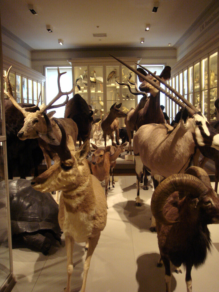 Musee d'histoire naturelle de La Rochelle