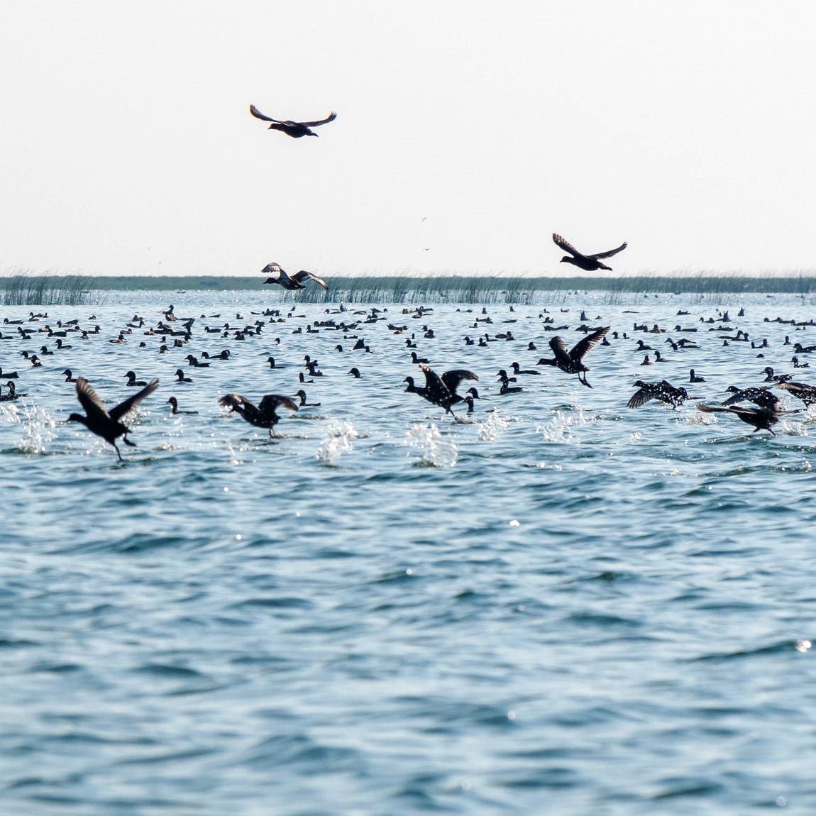 Nalabana Bird Sanctuary