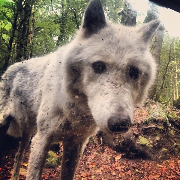La Maison des Loups