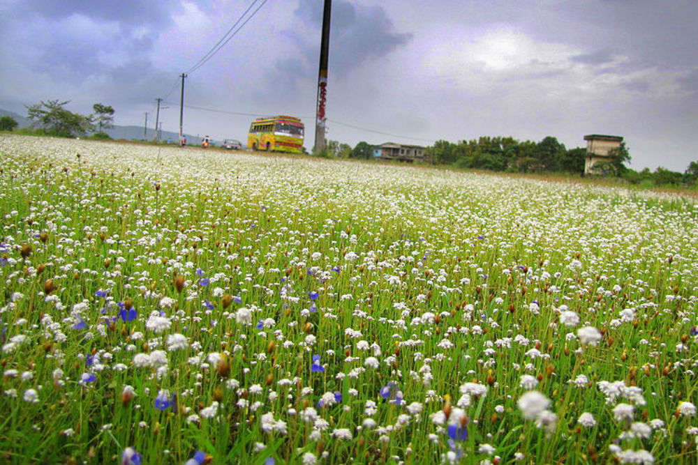 Madayipara