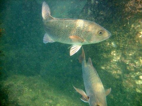 Malvan Marine Sanctuary