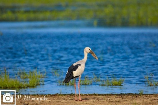 Mannar Bird Sanctuary