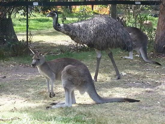 Potoroo Palace