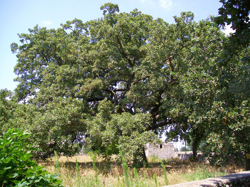 Quercia Vallonea