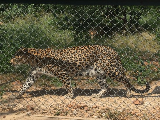Sajjangarh Wildlife Sanctuary