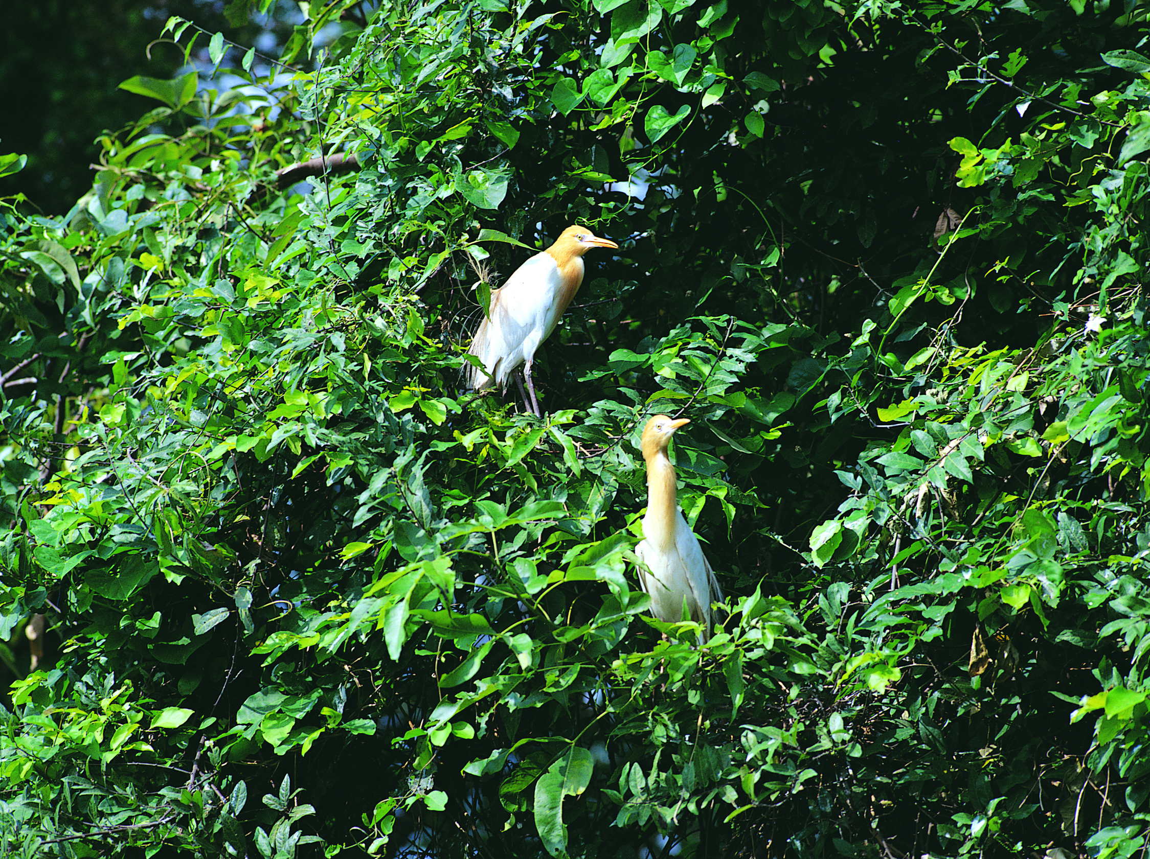 Pakshipathalam Bird Sanctuary
