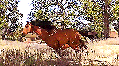 Pelletteria Red Horse