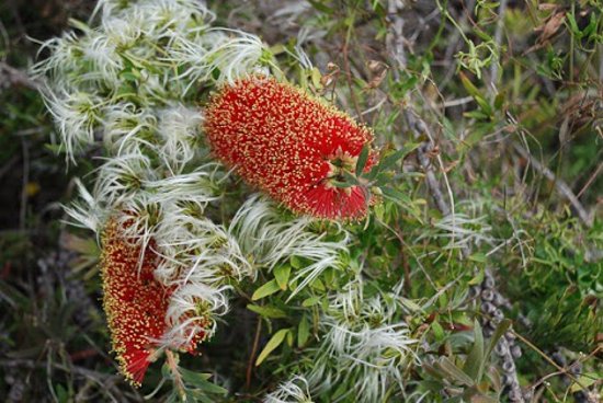 Penola Conservation Park