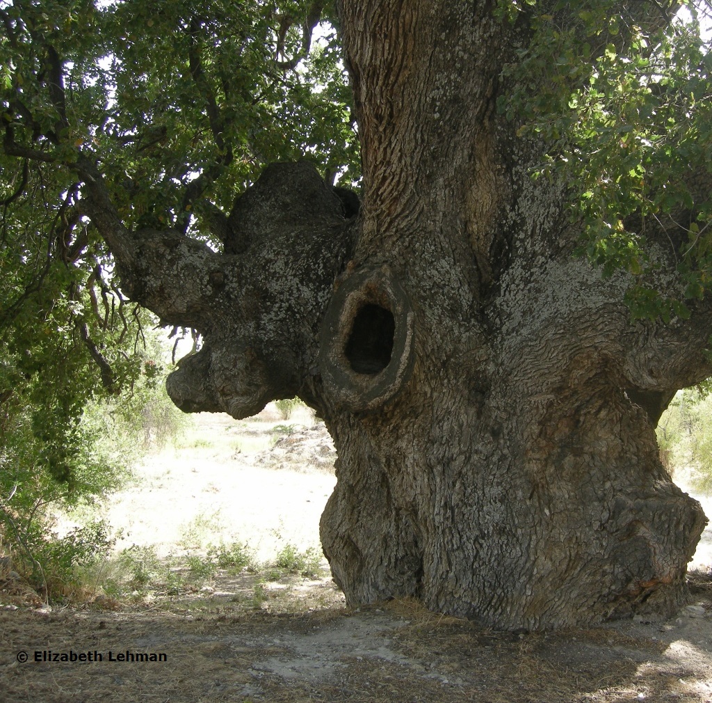 Giant Oak Tree
