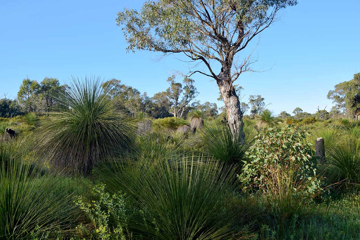Lake Cooloongup Flora and Fauna Reserve