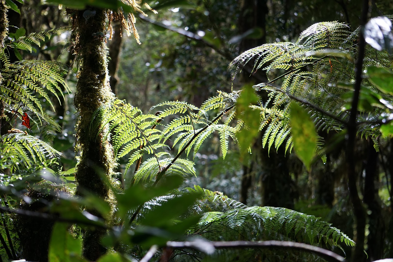 Cloud Rainforest to Reef Hike