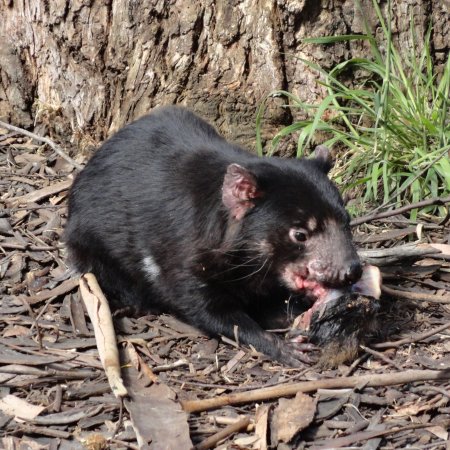 Tasmanian Devil Unzoo