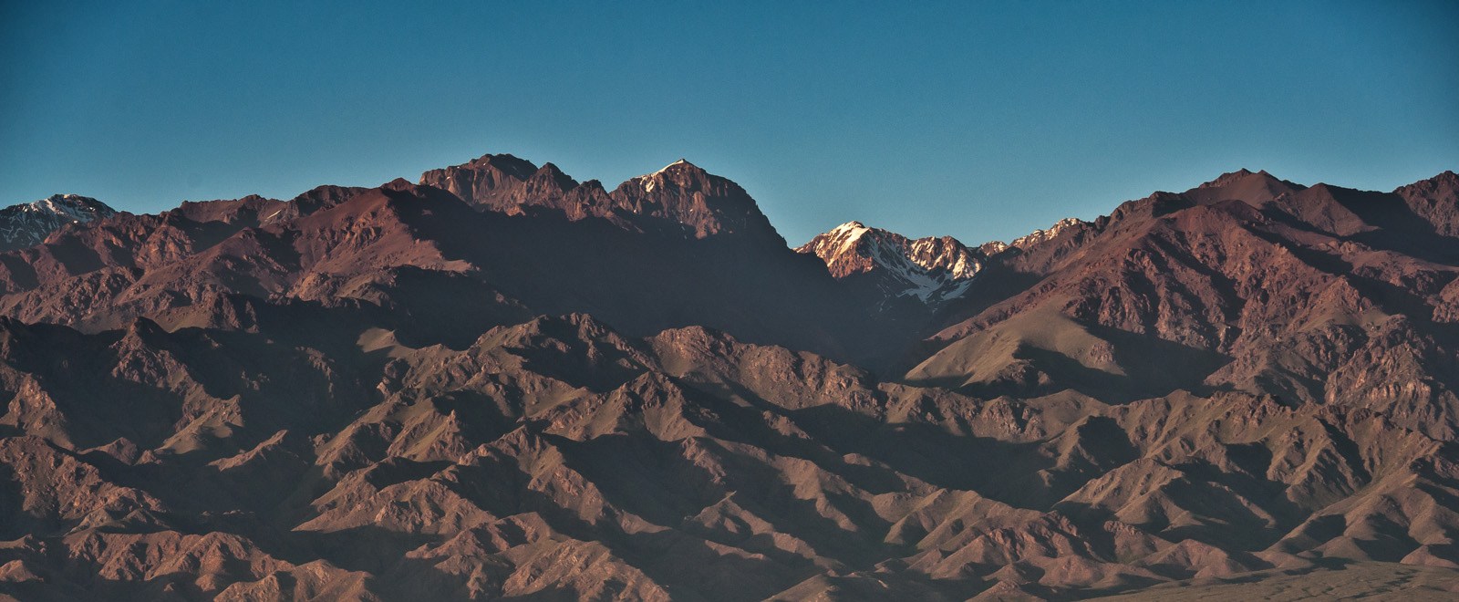 The Vines of Mendoza