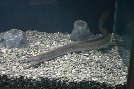 Kastoria Aquarium