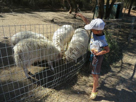 Farma of Rhodes Petting Zoo