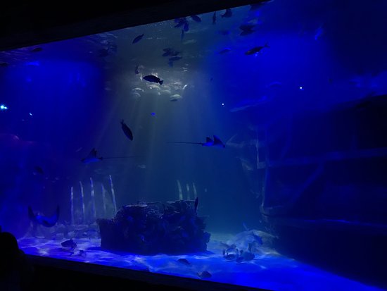 Acuario del Bajio