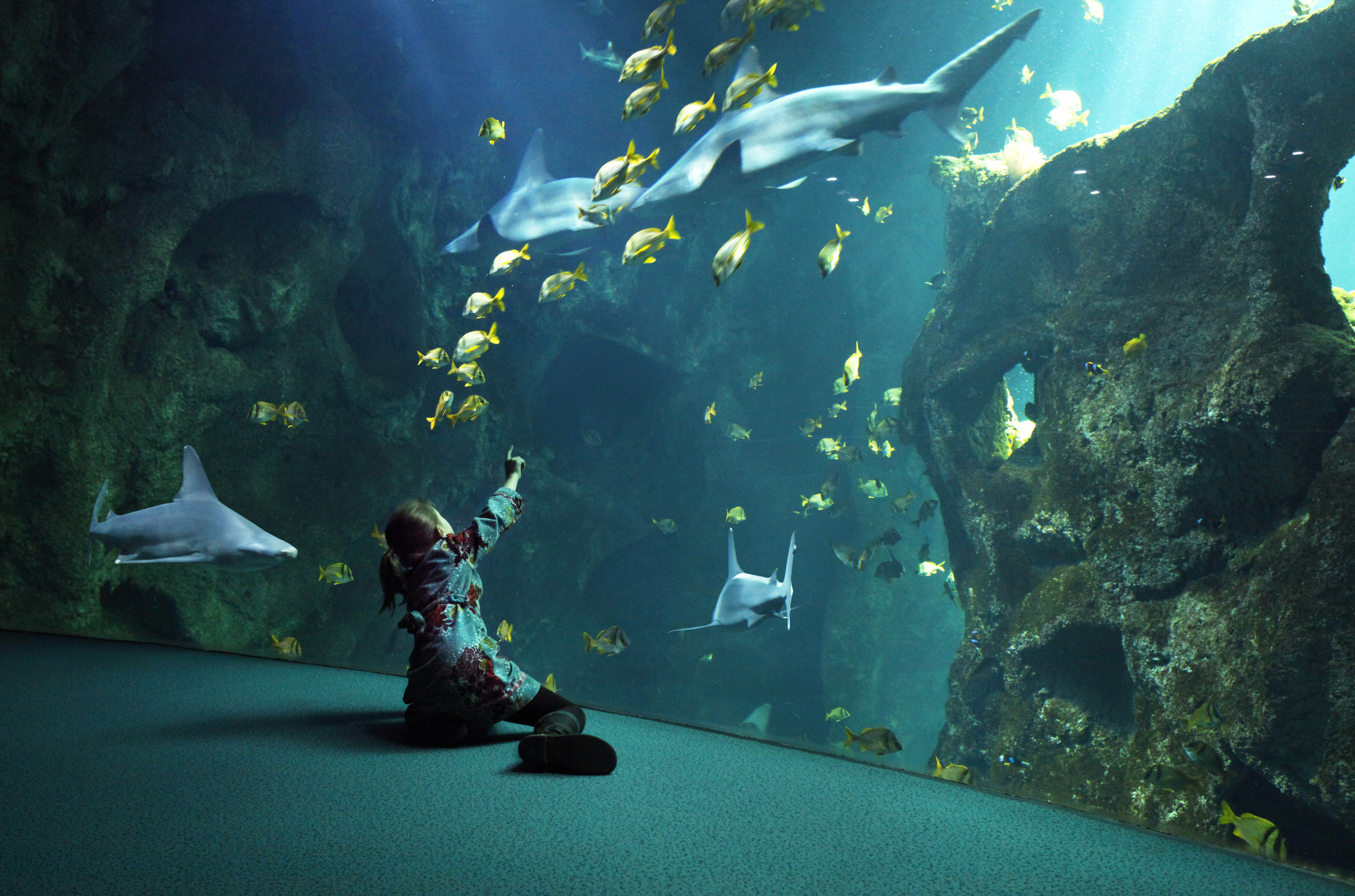 Aquarium La Rochelle