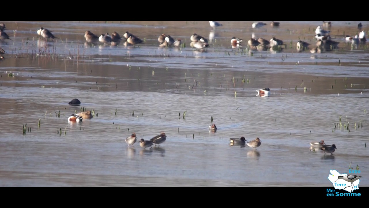 Réserve Ornithologique de Grand-Laviers