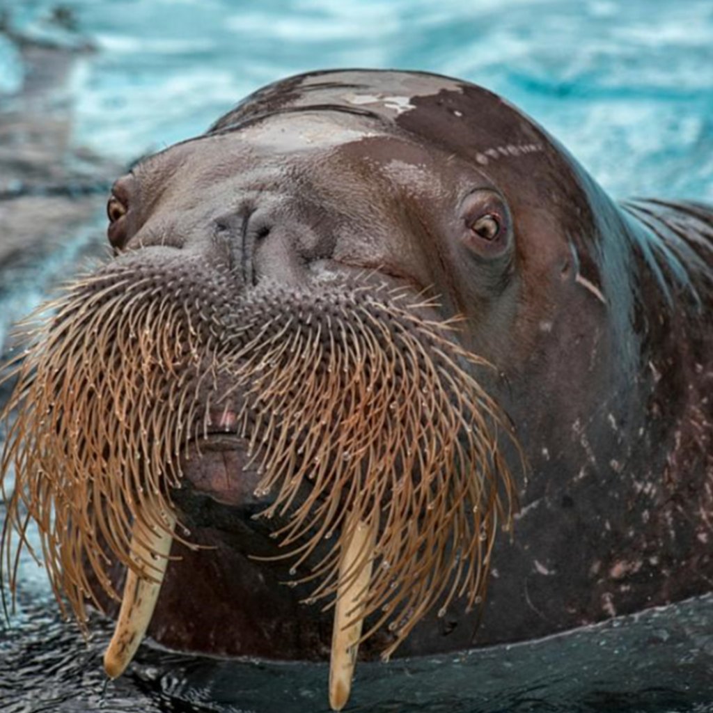 Walrus