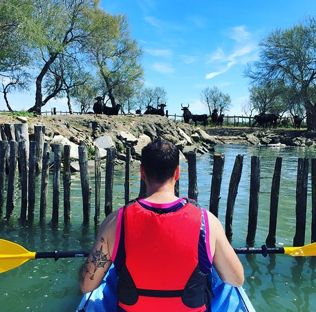 Trott Camargue - Maximus Organisation